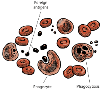 Phagocytosis