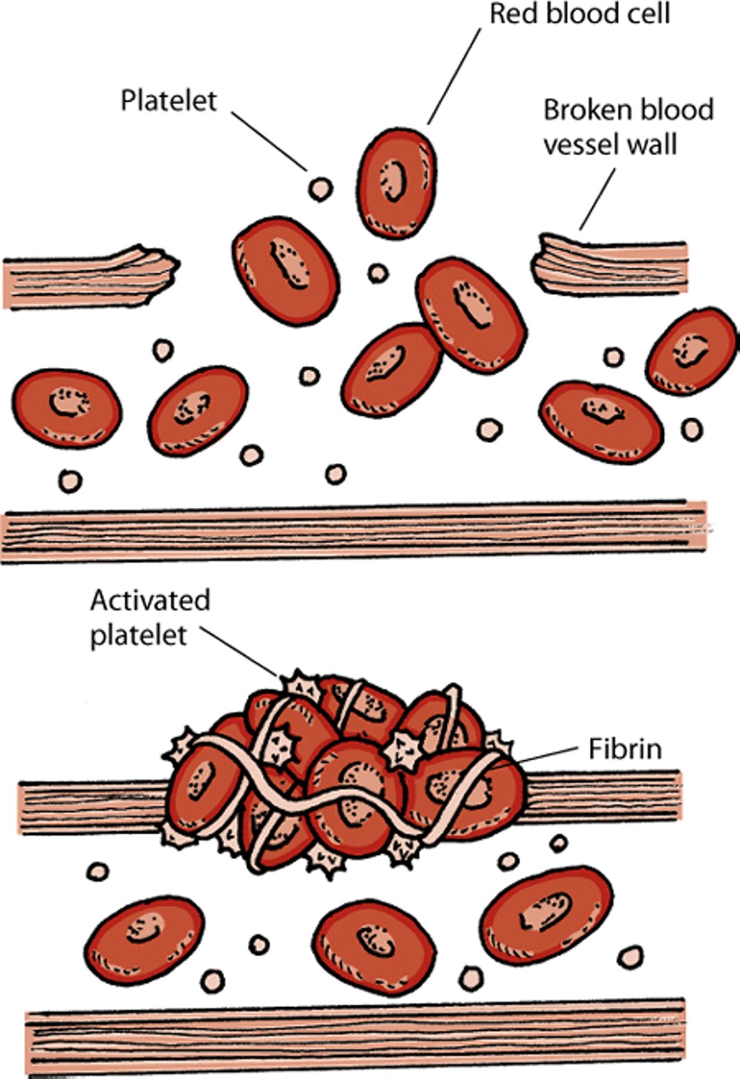 Hemostasis