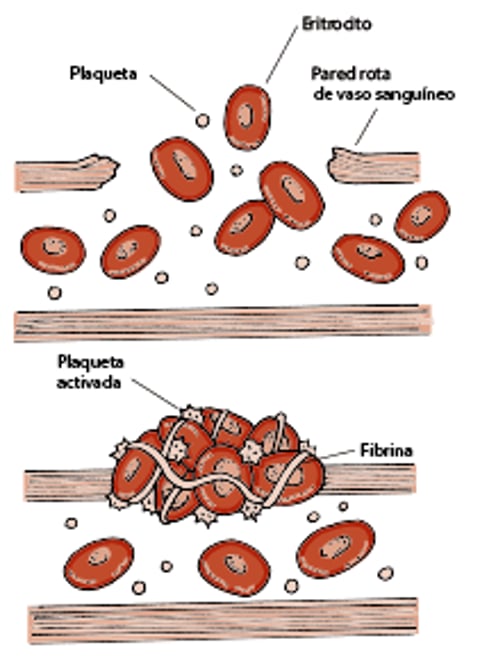 Hemostasia