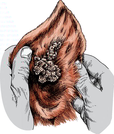 Equine aural plaques