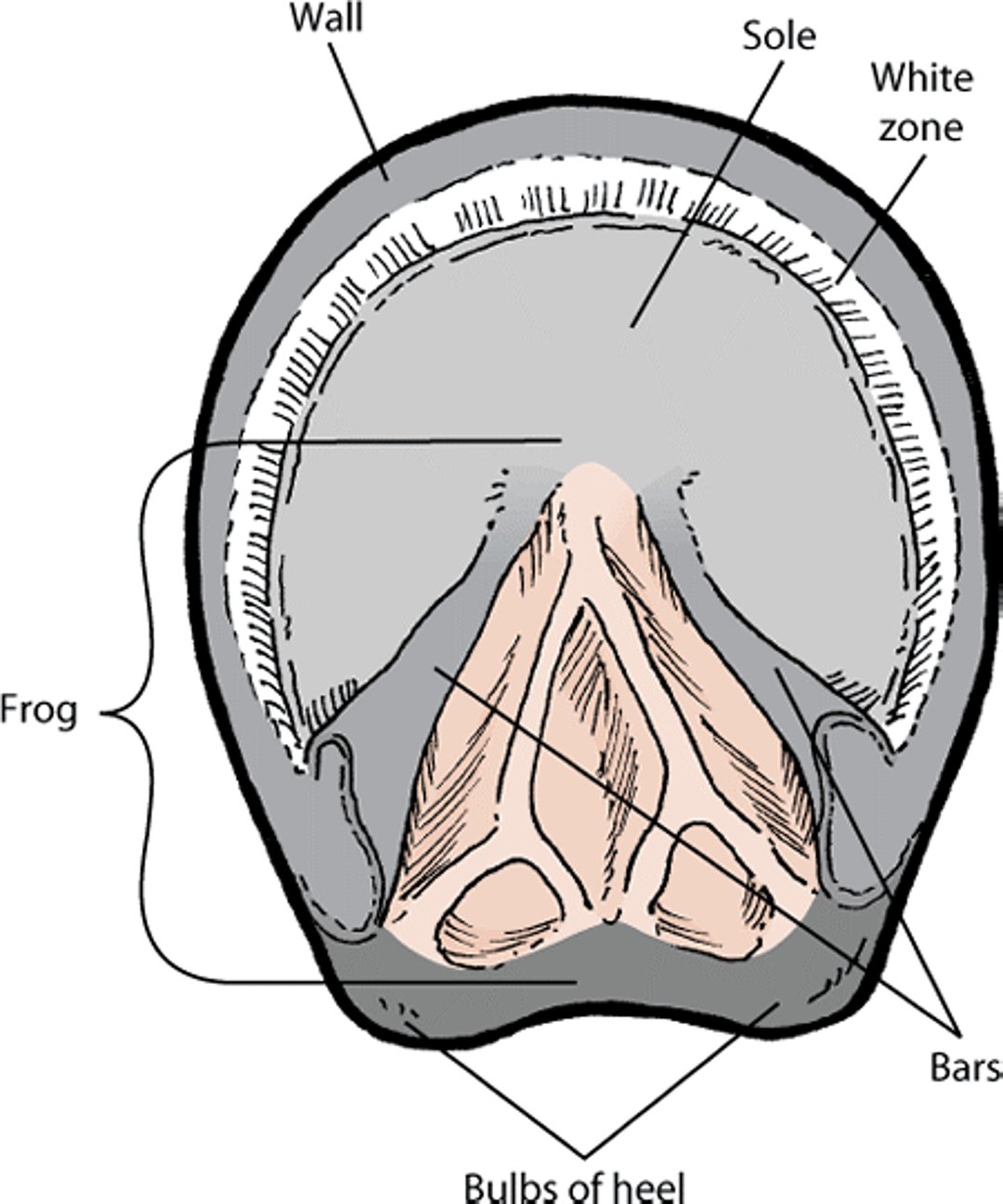 Hoof anatomy