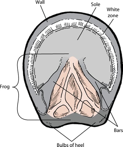 Hoof anatomy