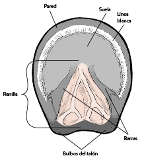 Anatomía del casco