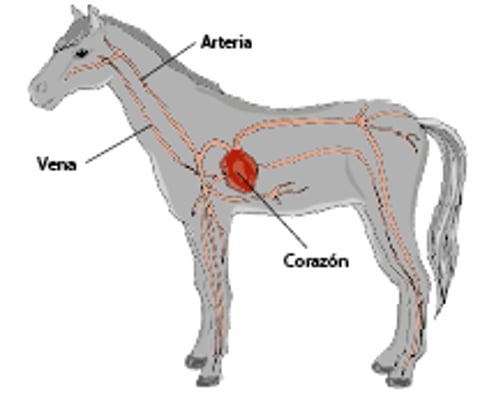 Sistema cardiovascular de un caballo