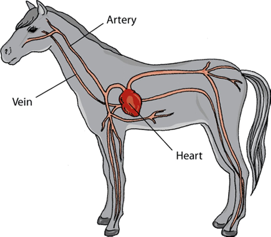 Sistema cardiovascular de um cavalo
