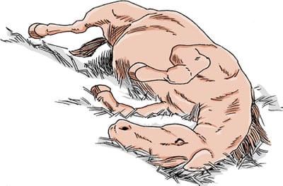 Colic, horse