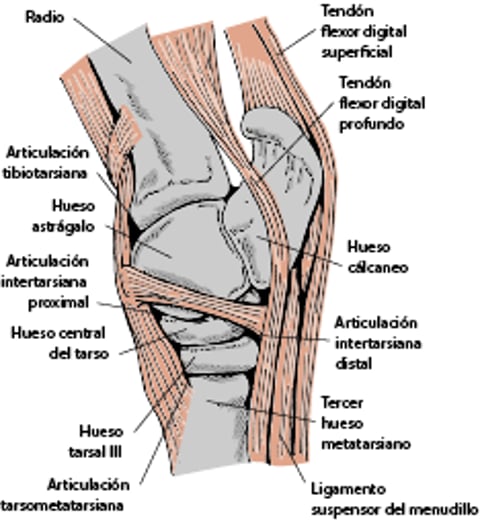 Vista lateral de la articulación del corvejón