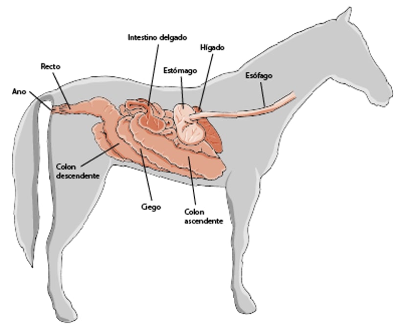 Principales órganos digestivos del caballo