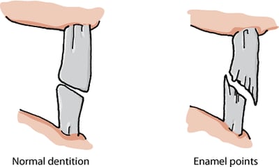 Enamel points in mouth, horse