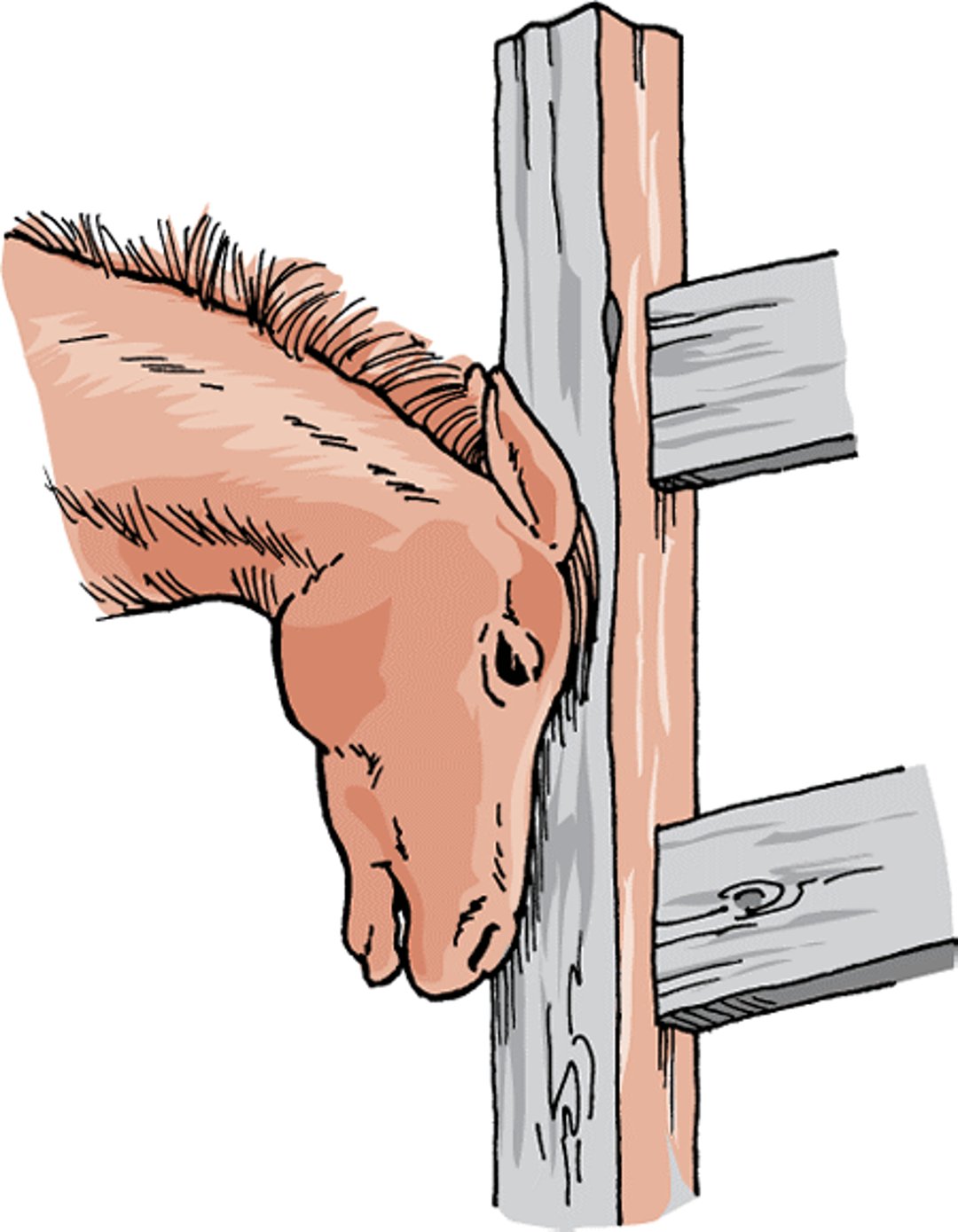 Encephalomyelitis, horse