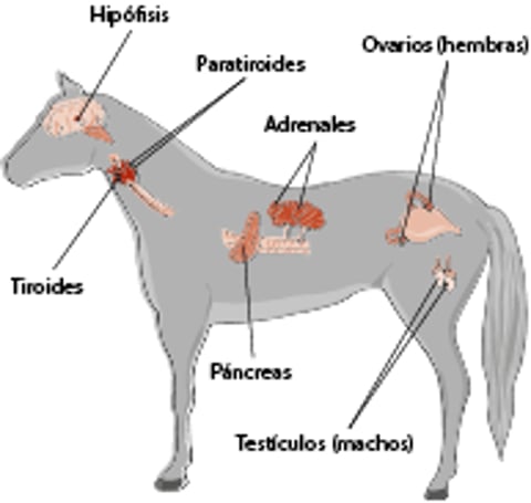 Principales glándulas endocrinas, caballo