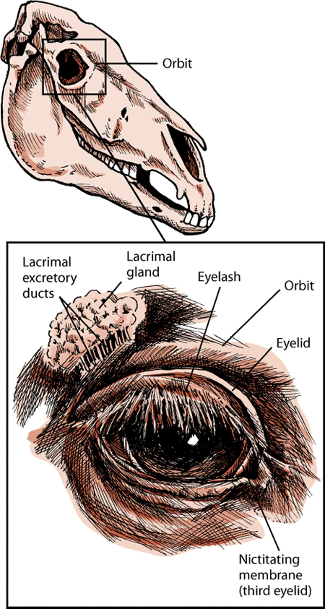 Structures that protect the eye, horse