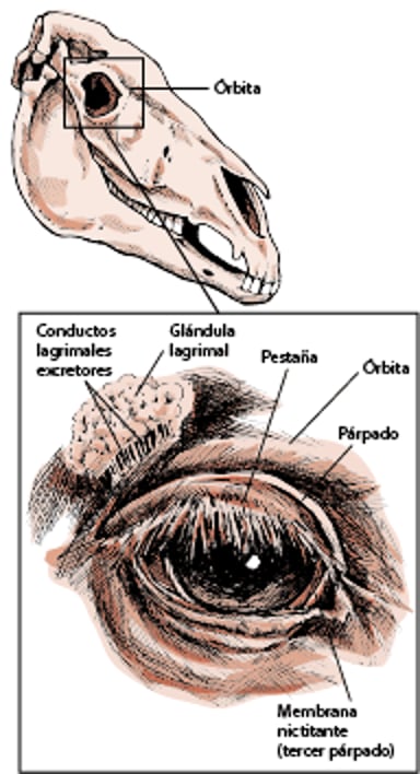 Estructuras que protegen el ojo, caballo