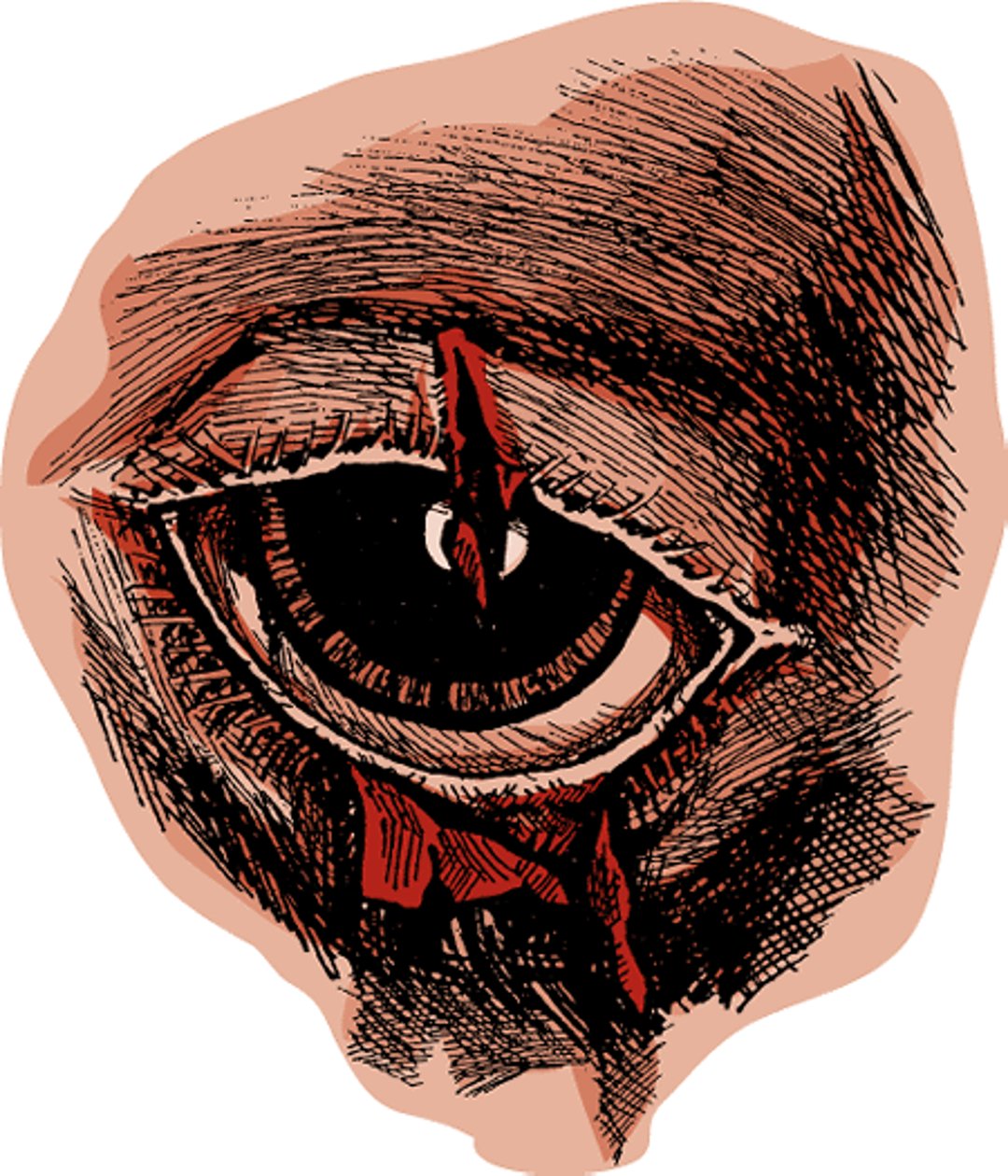 Eyelid tear, horse