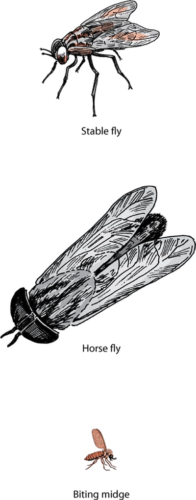 Flying pests, horse