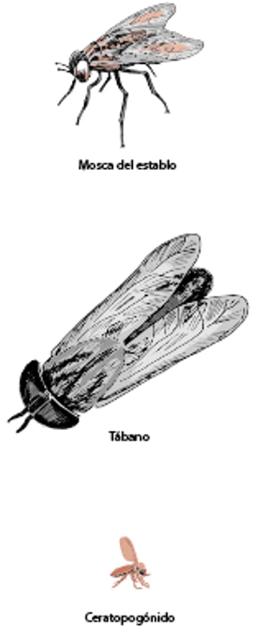 Plagas voladoras, caballo