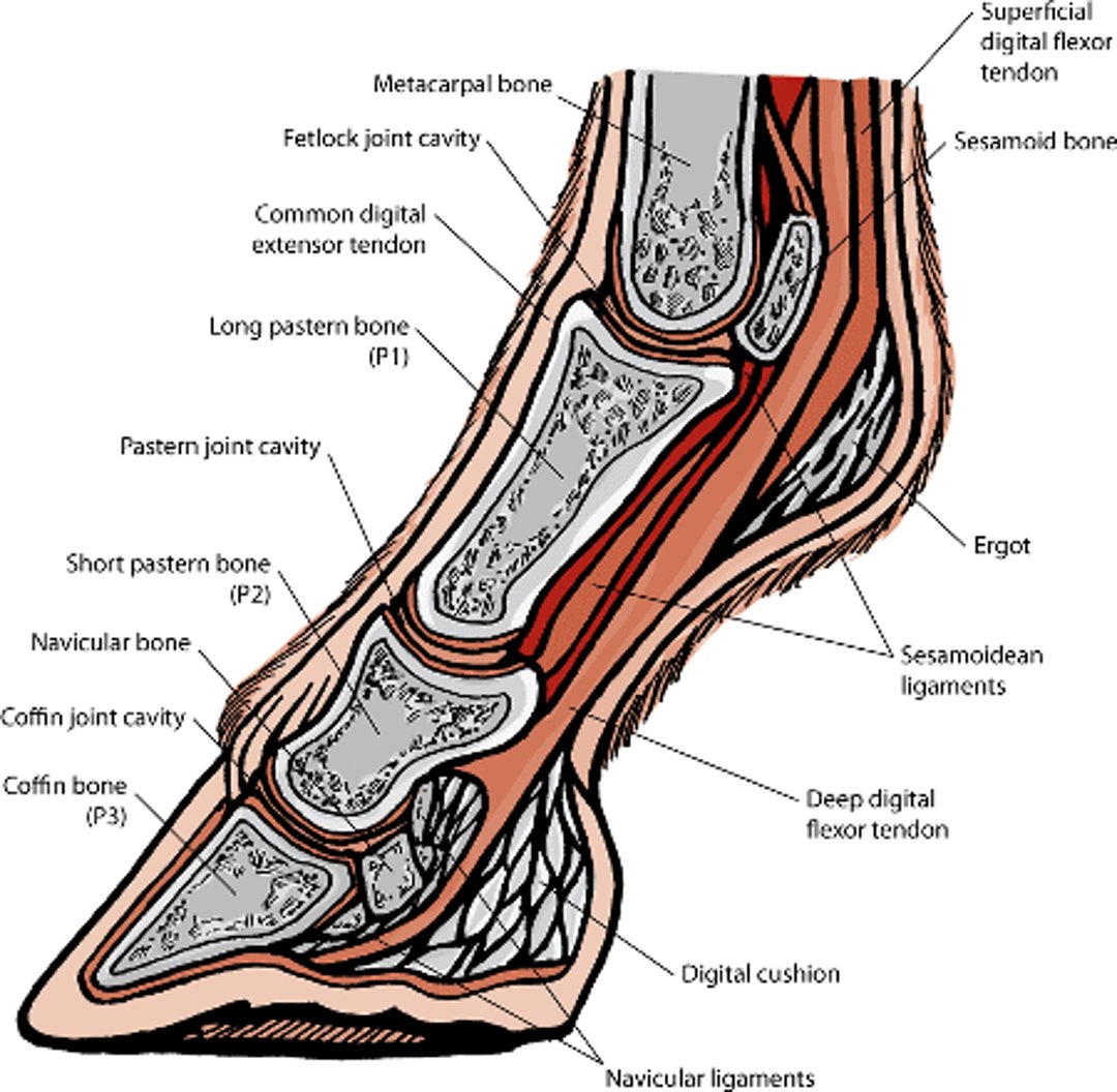 Anatomy of the horse’s foot