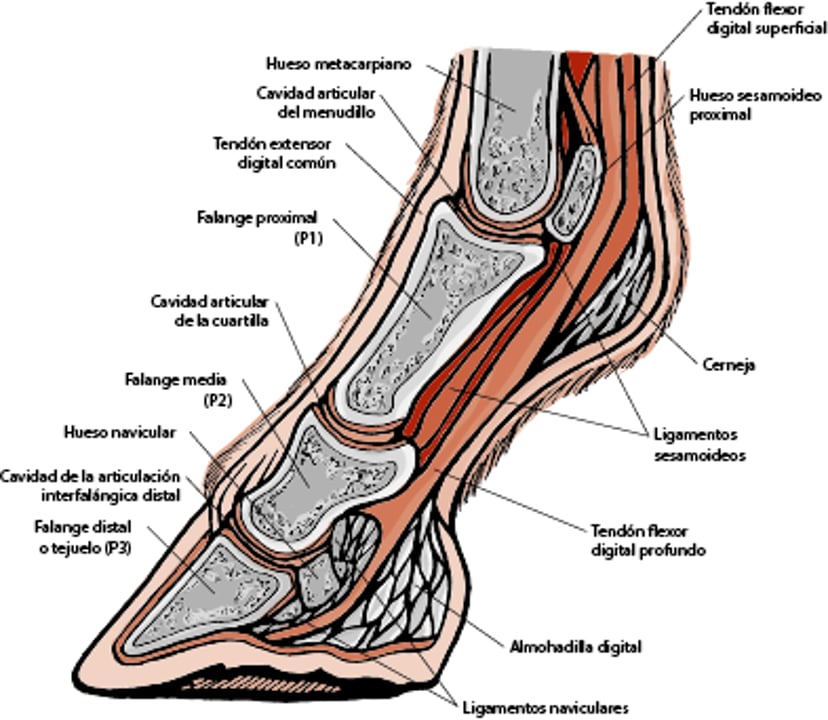 Anatomía del casco del caballo