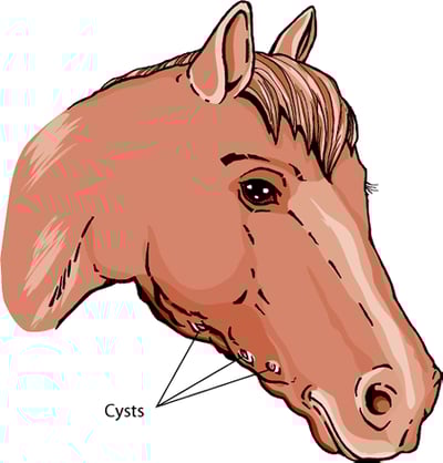 Horse head cysts