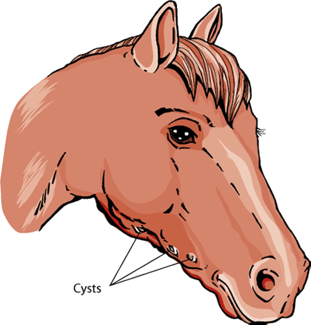 Quistes de cabeza de caballo