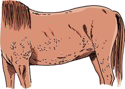 Hives, horse