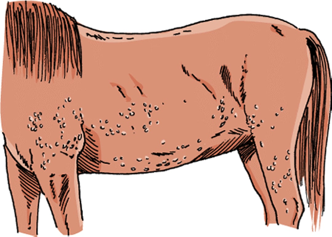 Urticaria, caballo