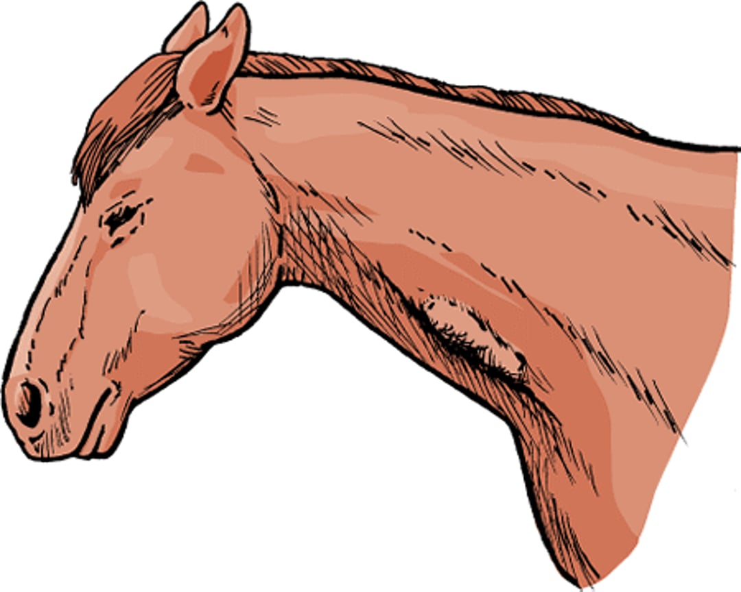 Jugular vein clot, horse