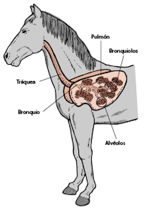Pulmones y vías respiratorias, caballo