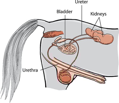 Urinary system in a male horse