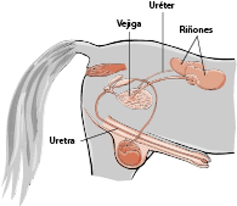 Aparato urinario en un caballo macho