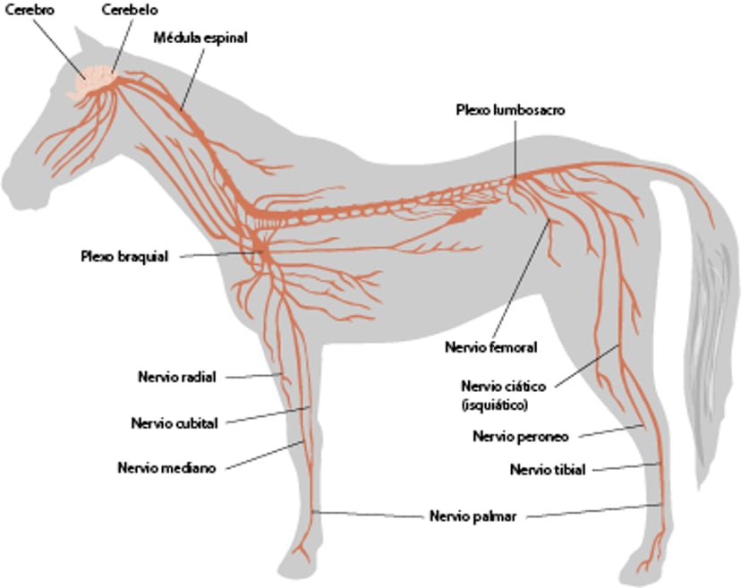 Sistema nervioso, caballo