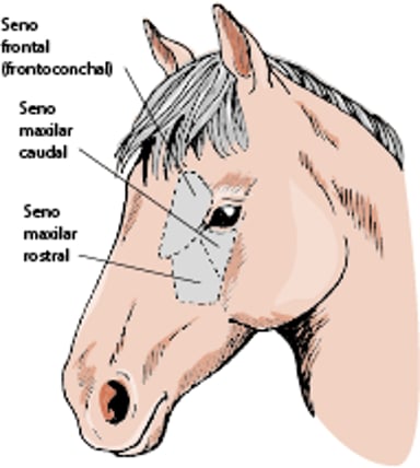 Senos paranasales, caballo