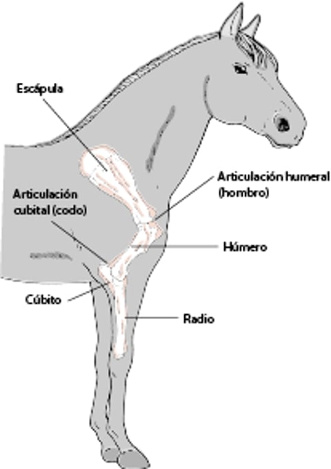 Anatomía del hombro y el codo del caballo