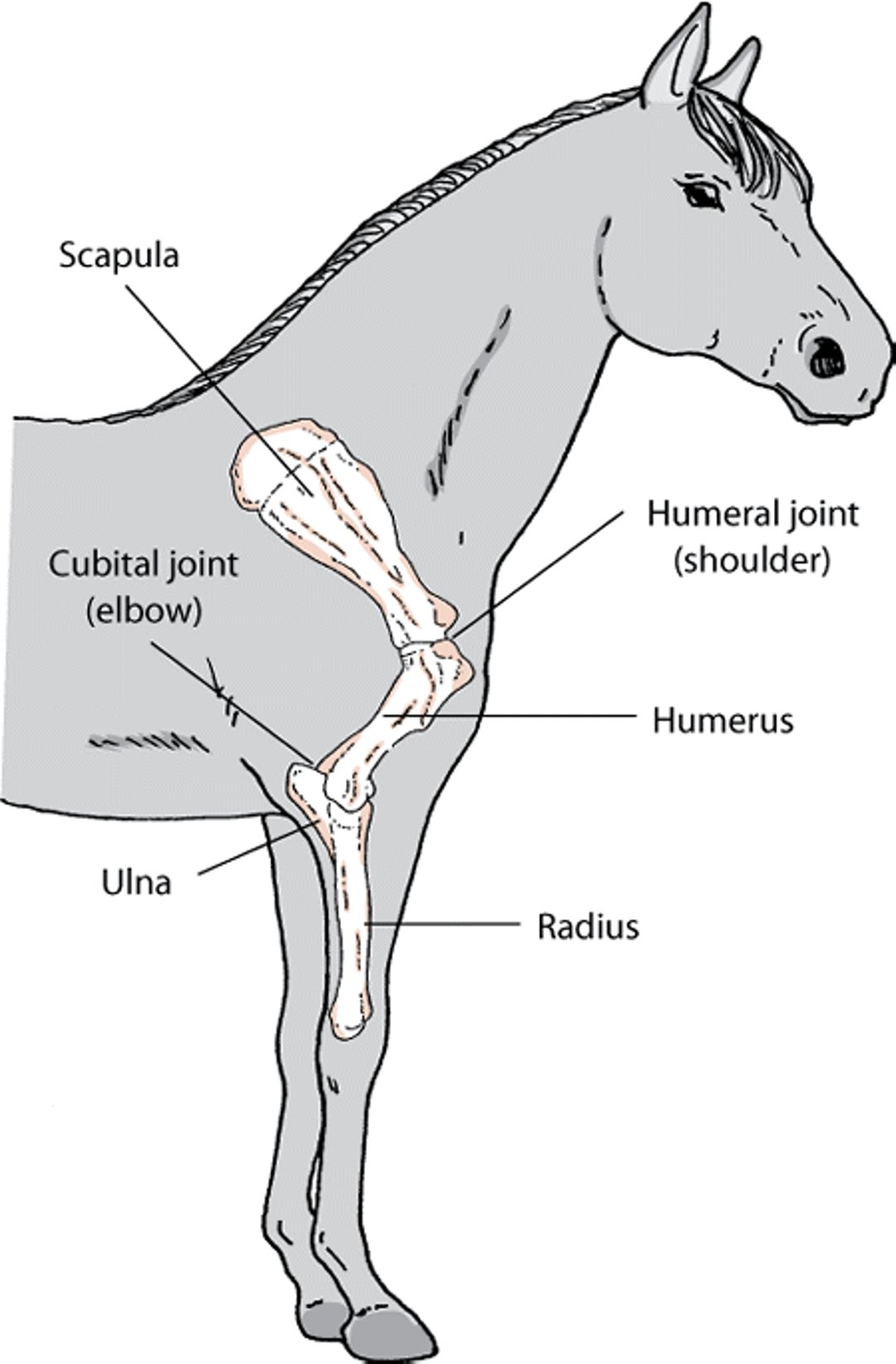 Anatomia do ombro e do cotovelo do cavalo