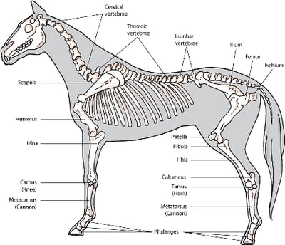 Horse skeleton