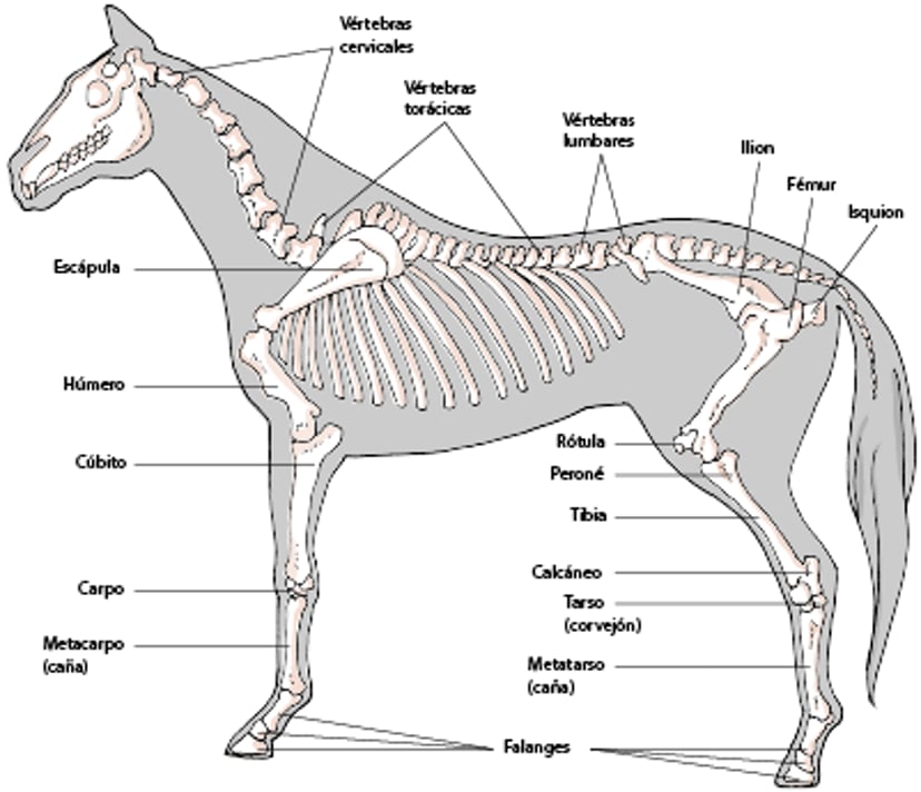 Esqueleto de caballo