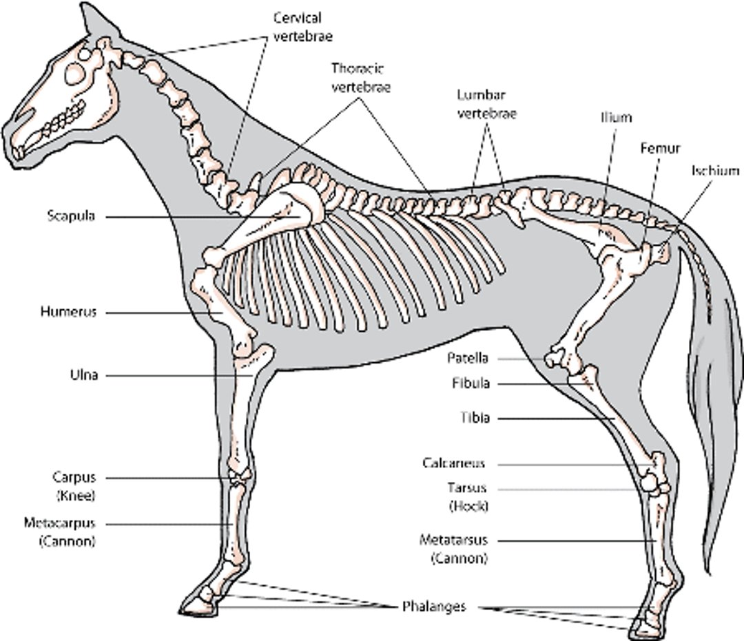 Esqueleto de cavalo