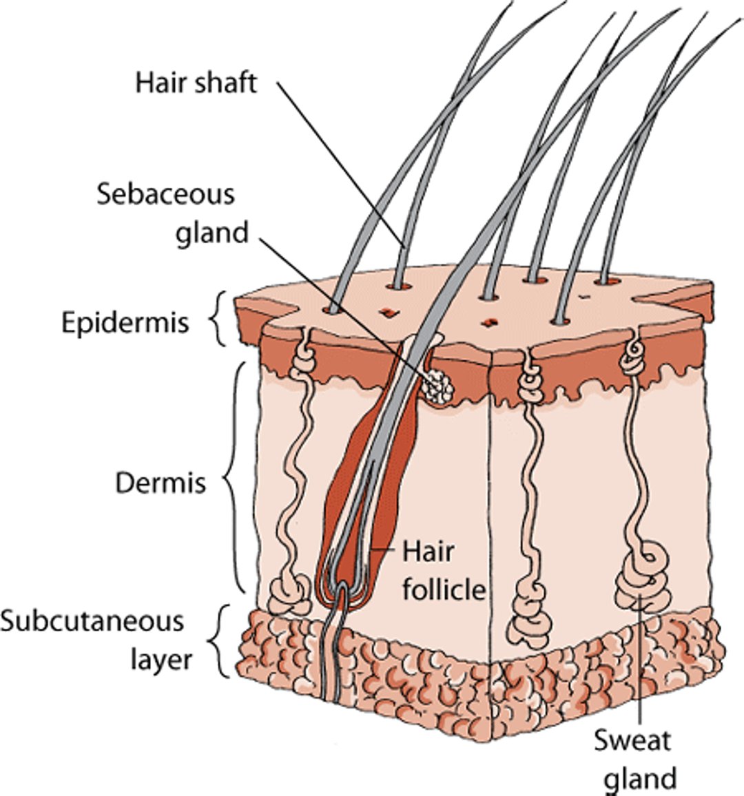 Structure of a horse’s skin