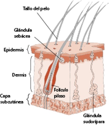 Estructura de la piel de un caballo