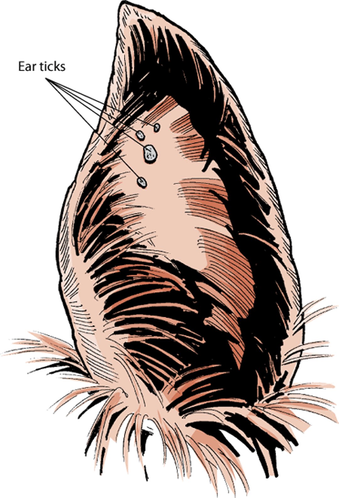 Garrapata espinosa de la oreja (Otobius megnini)