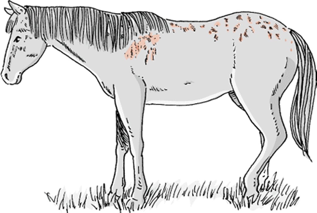 Sweet itch, horse