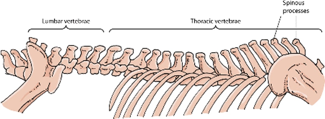 Vertebrae, horse