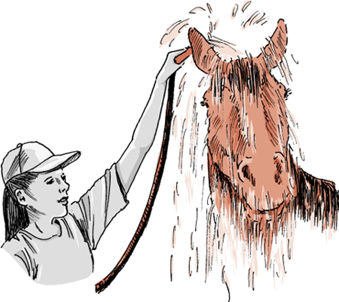 Water cooling, horse