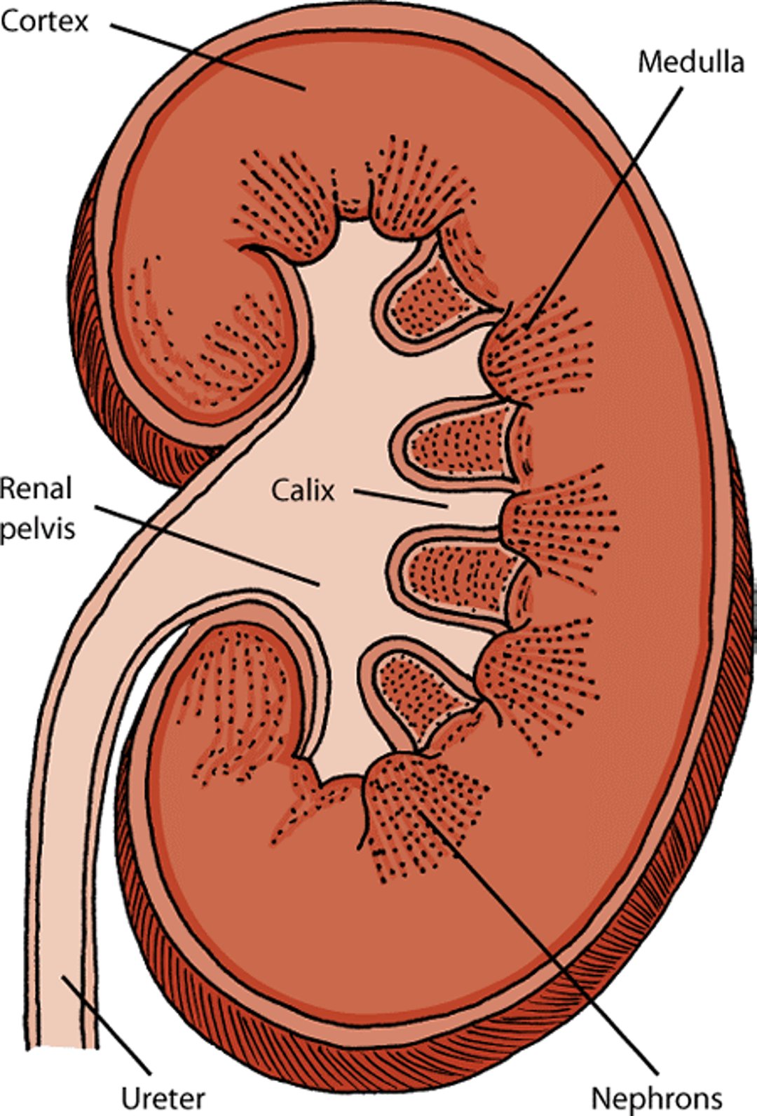 Kidneys