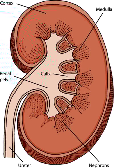 Kidneys