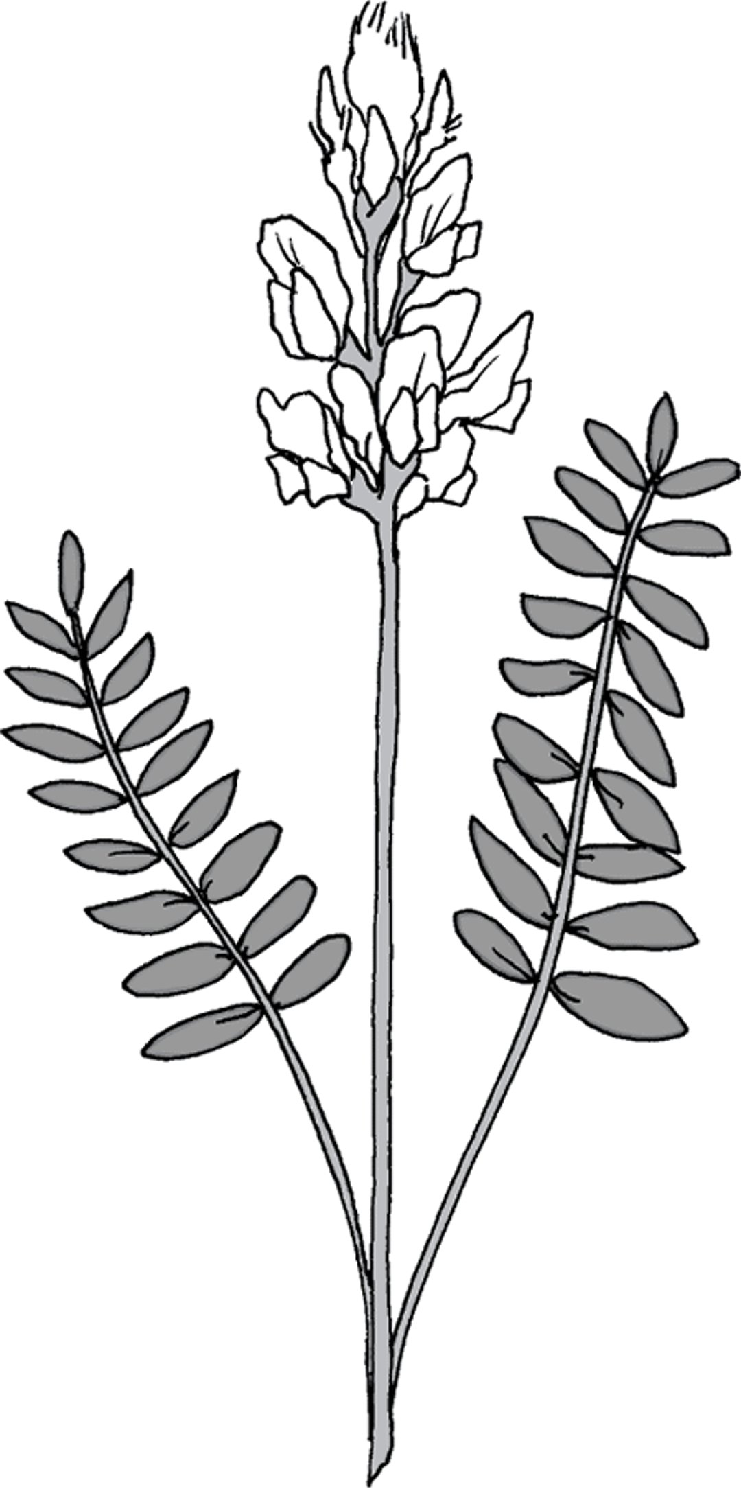 Locoweed