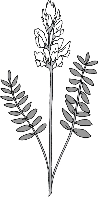 Locoweed