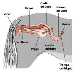 Las gónadas y el tracto genital de los caballos - Propietarios de
