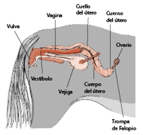 Aparato reproductor de la yegua