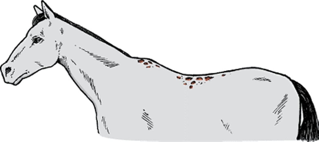 Saddle sores, horse
